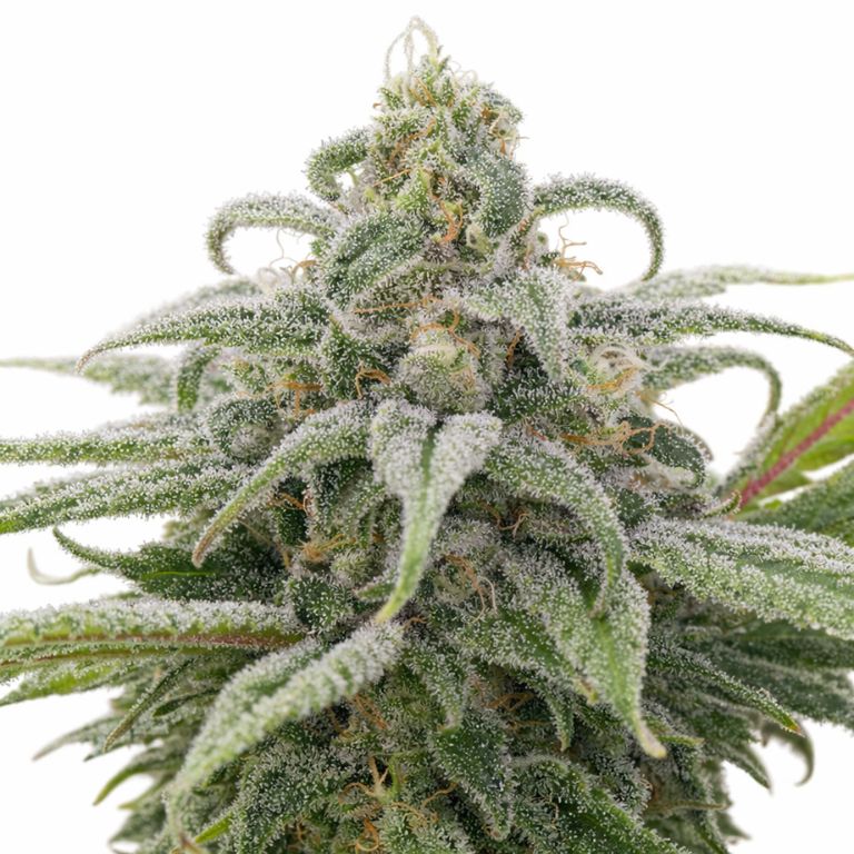 Maui Wowie cannabis seeds