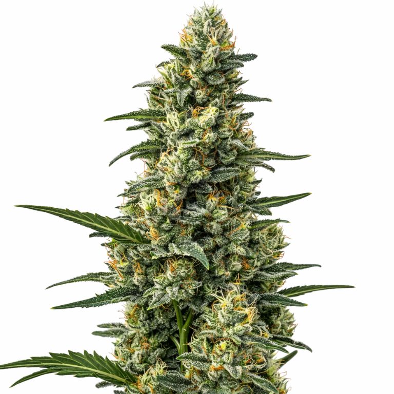 Mazar cannabis seeds