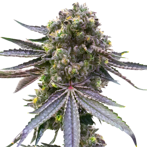 Mazar x Blueberry cannabis seeds