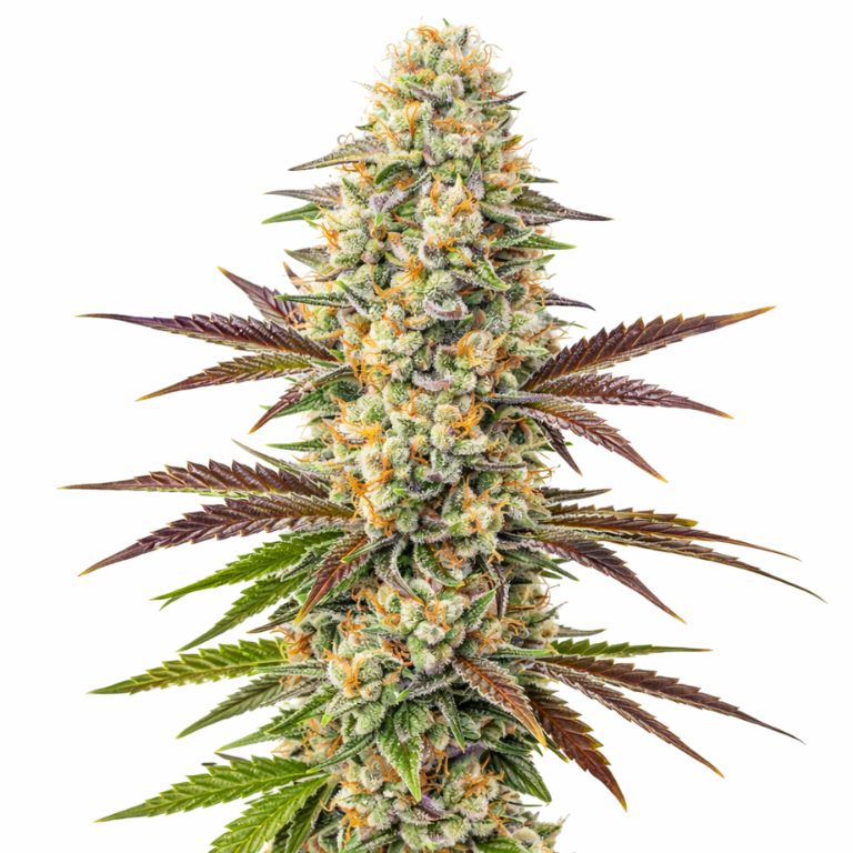 Melonade cannabis seeds