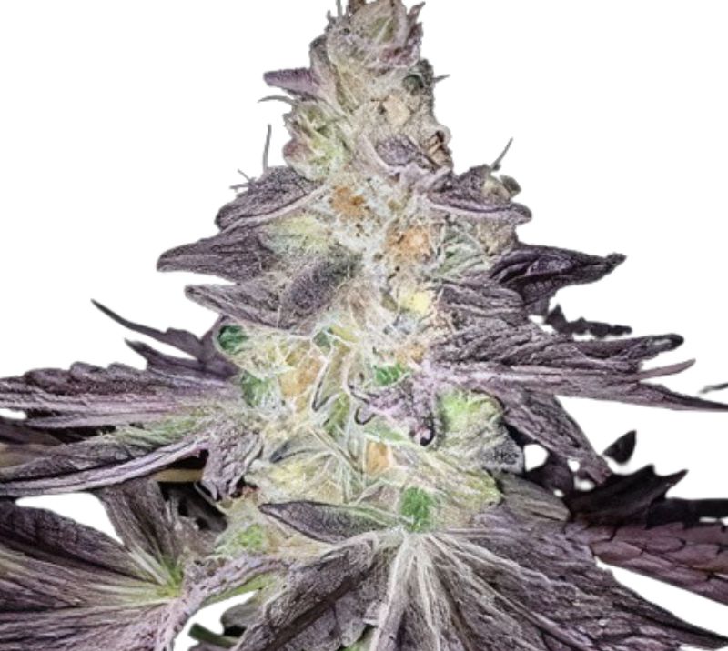 Mendo Breath cannabis seeds