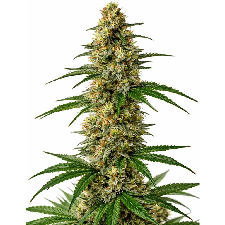 Mexican Haze cannabis seeds