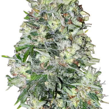 Mickey Kush cannabis seeds