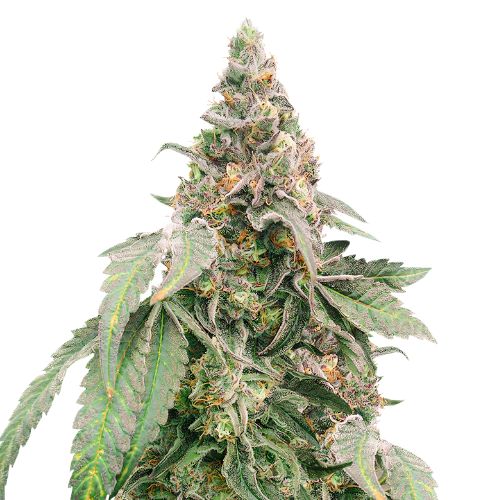 Mimosa cannabis seeds