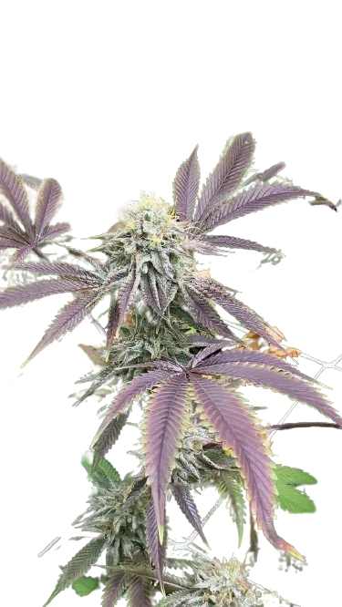 Mint Chocolate Chip cannabis seeds