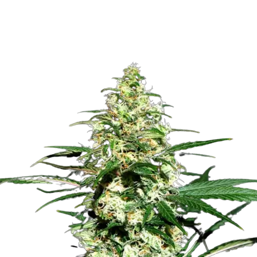 Mint Chocolate cannabis seeds