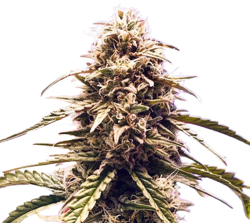 Misty Kush cannabis seeds