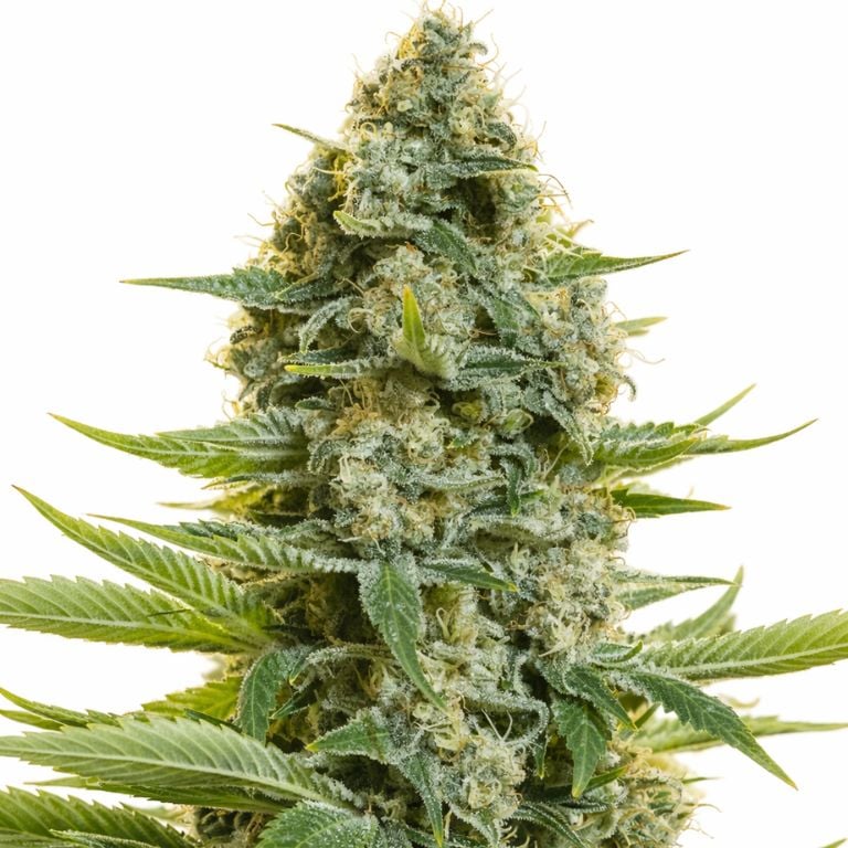 Moby Dick cannabis seeds
