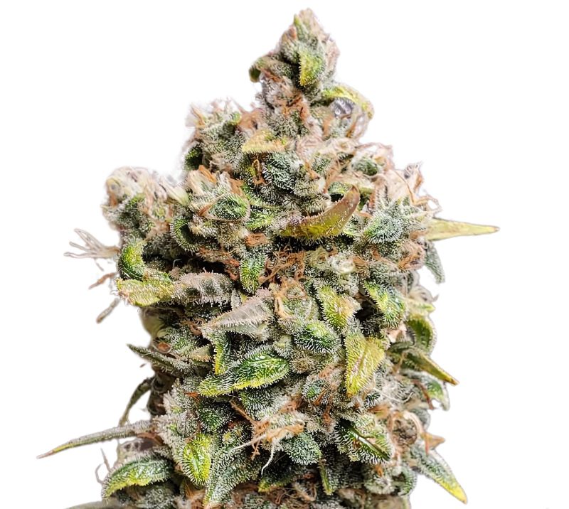 Monster Cookies cannabis seeds