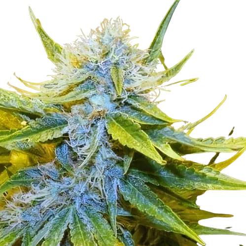 Mr. Nice cannabis seeds