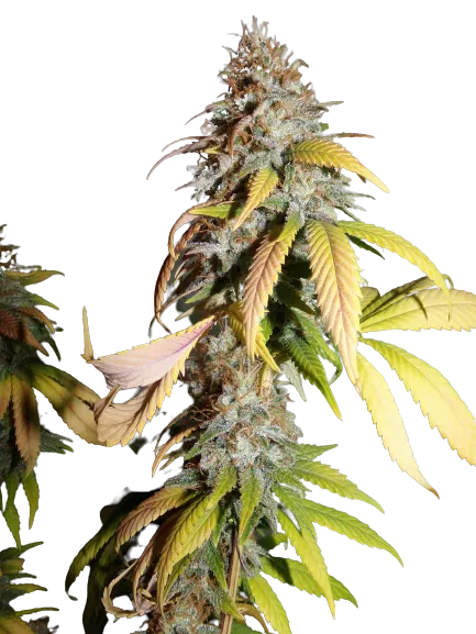 Nebula cannabis seeds