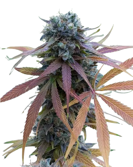 New Glue cannabis seeds