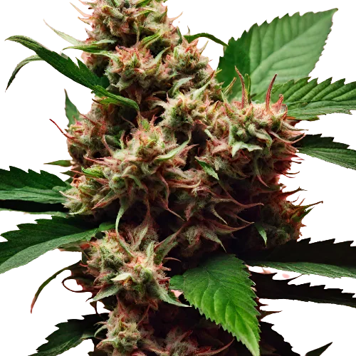 Nice Cherry cannabis seeds