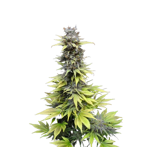 Nordle CBD cannabis seeds