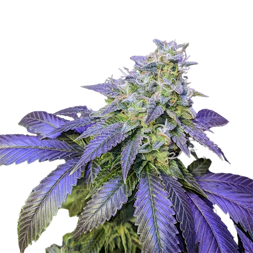 Northern Berry cannabis seeds