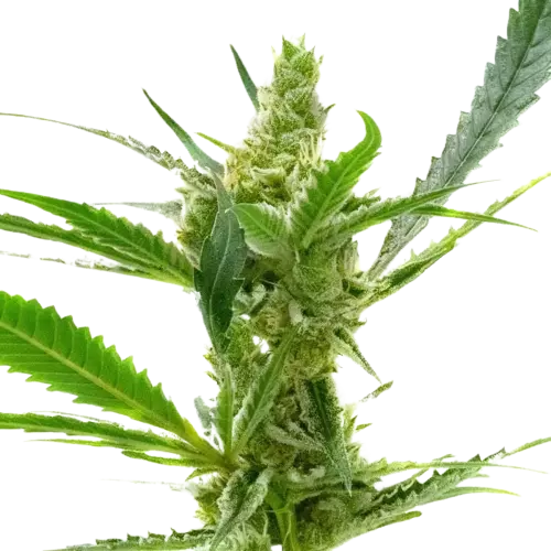 Northern Cream cannabis seeds