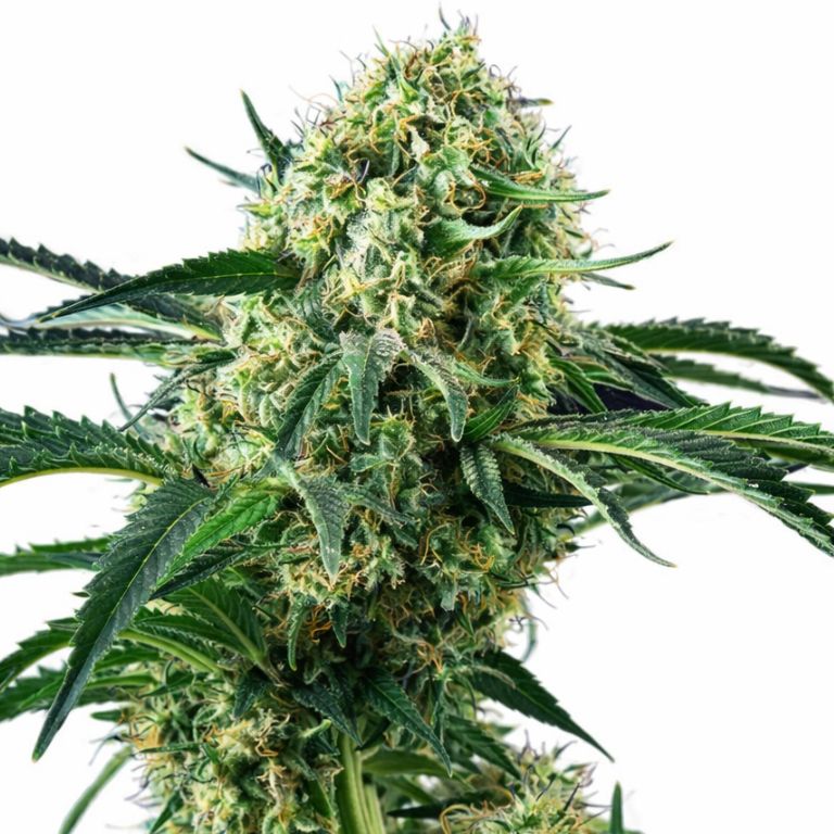 Northern Wreck cannabis seeds