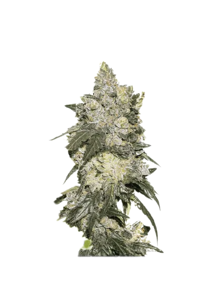 Nuclear Cookies cannabis seeds