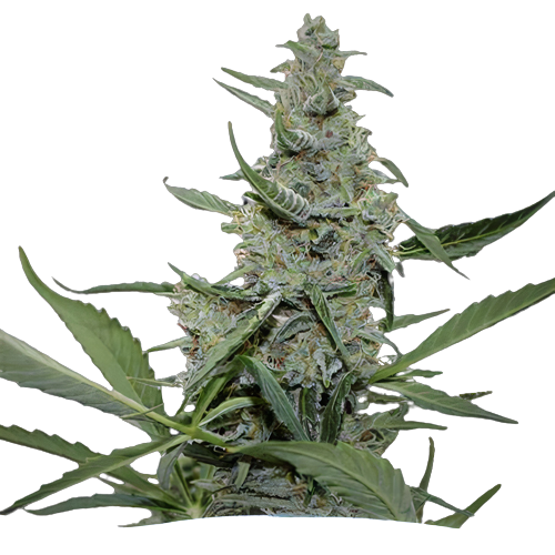 Nuken cannabis seeds