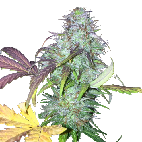 NY-47 cannabis seeds