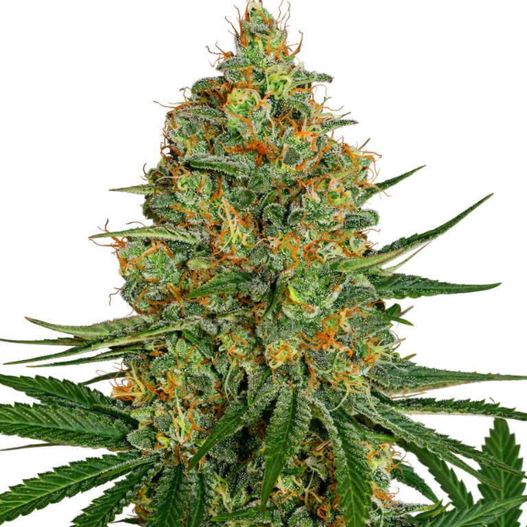 NYC Diesel cannabis seeds