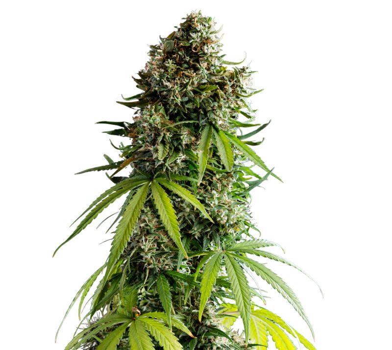 NYC Sour Diesel cannabis seeds