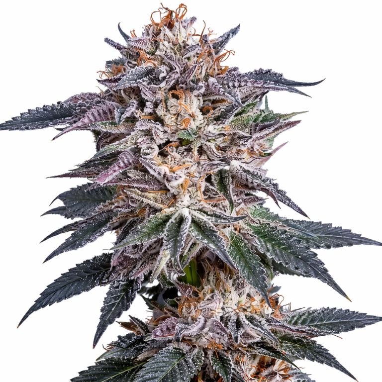 Obama Kush cannabis seeds