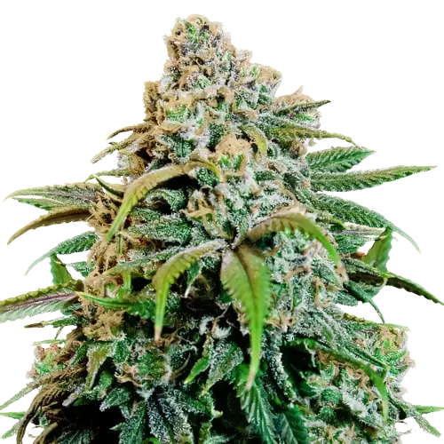 OG Cheese cannabis seeds