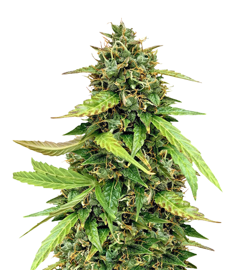 OG Chem cannabis seeds