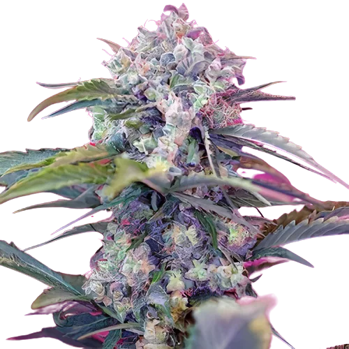 OG Diesel Kush cannabis seeds