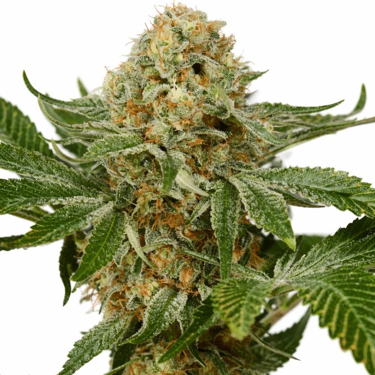 OG Kush cannabis seeds
