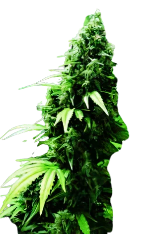 Ogre cannabis seeds