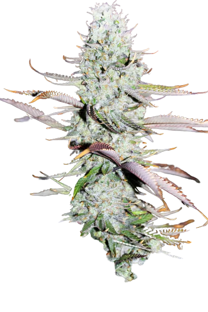Opium cannabis seeds