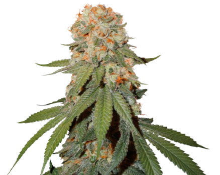 Orange Bud cannabis seeds