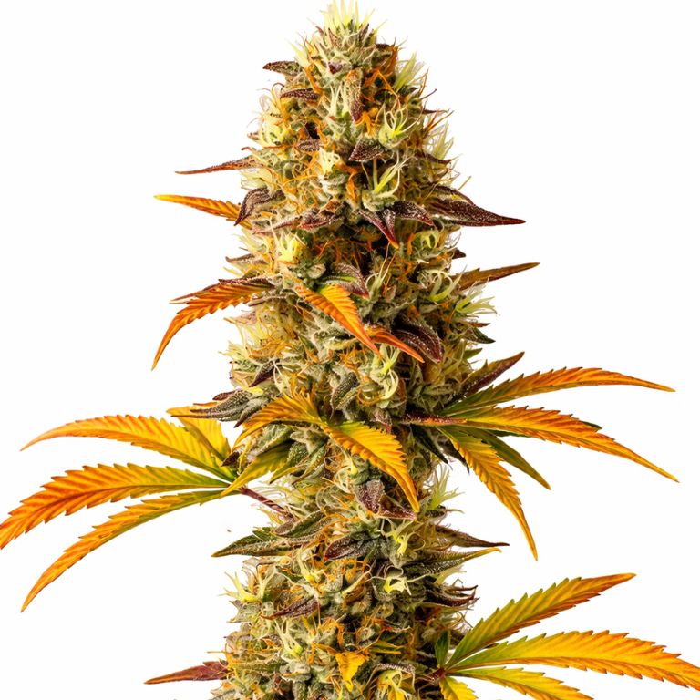 Orange Cookies cannabis seeds