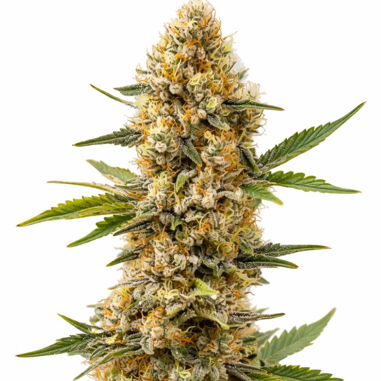 Orange Cream cannabis seeds