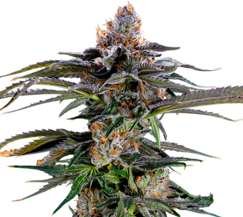 Orange Kush cannabis seeds