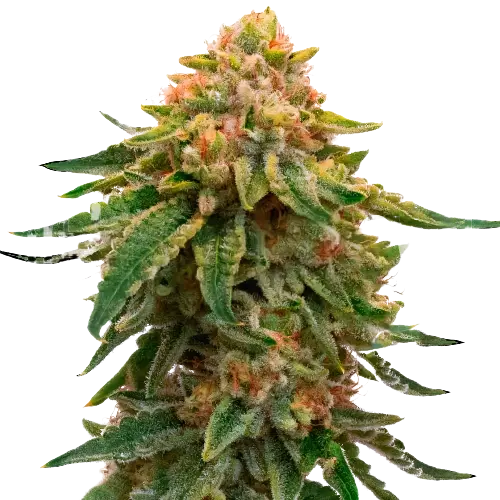 Orange Skunk cannabis seeds