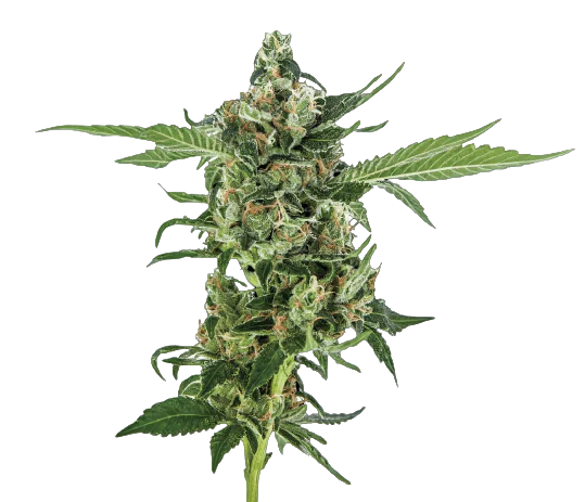 Oregon Diesel cannabis seeds