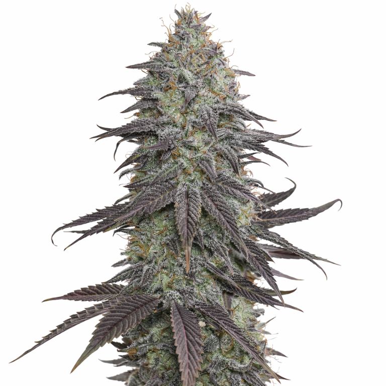 Original Glue cannabis seeds
