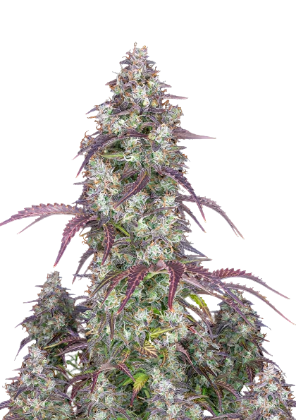 Original Lemon Pie cannabis seeds
