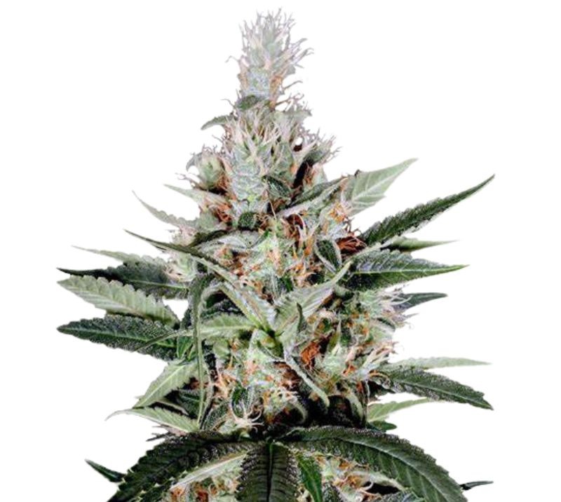Ortega cannabis seeds