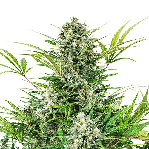 Pacific Blue cannabis seeds