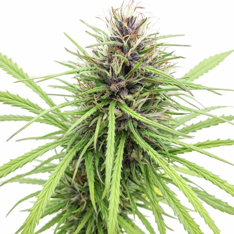 Panama Red cannabis seeds