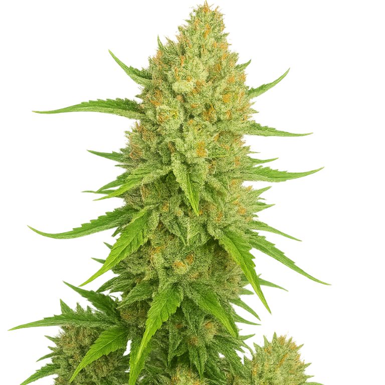 Papaya Cookies cannabis seeds