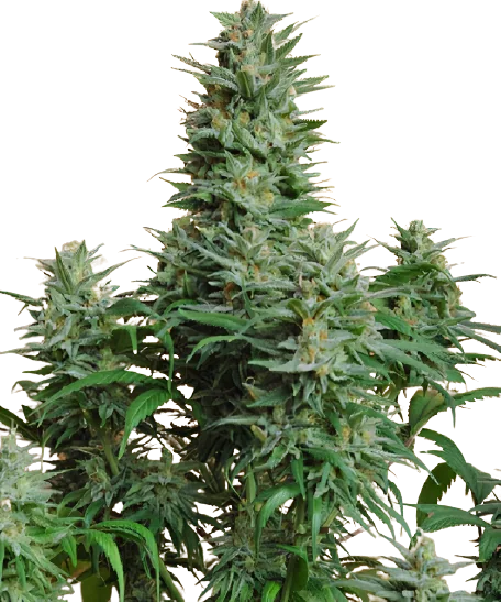Papaya cannabis seeds