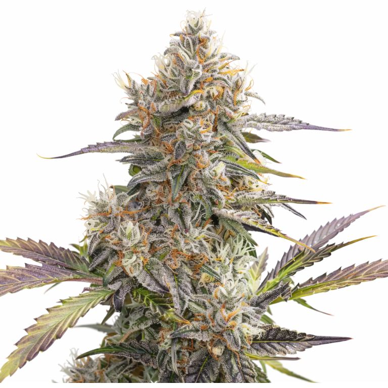 Pennywise CBD cannabis seeds