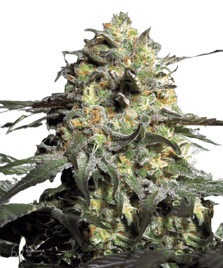 Peyote Cookies cannabis seeds