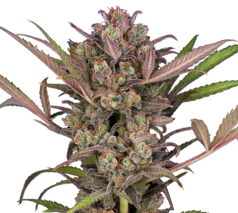 Phantom Cookies cannabis seeds