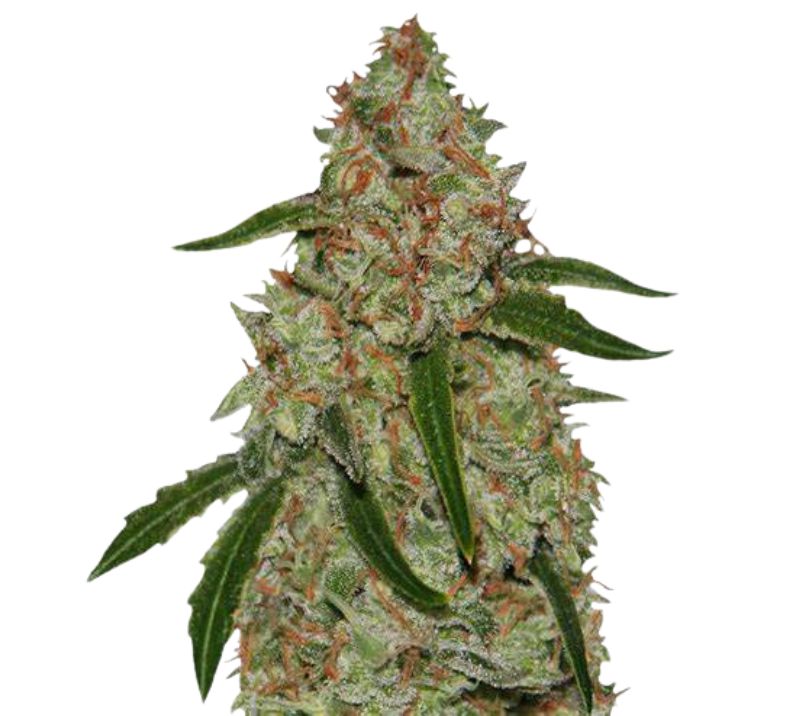 Phantom OG cannabis seeds